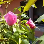 Le Ginestre Caselle Torinese