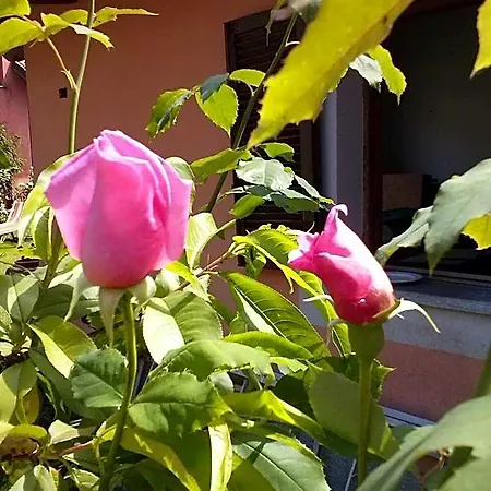 Bed & Breakfast Le Ginestre Caselle Torinese